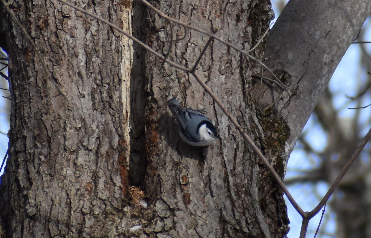 White-breasted Nuthatch - ML411961821