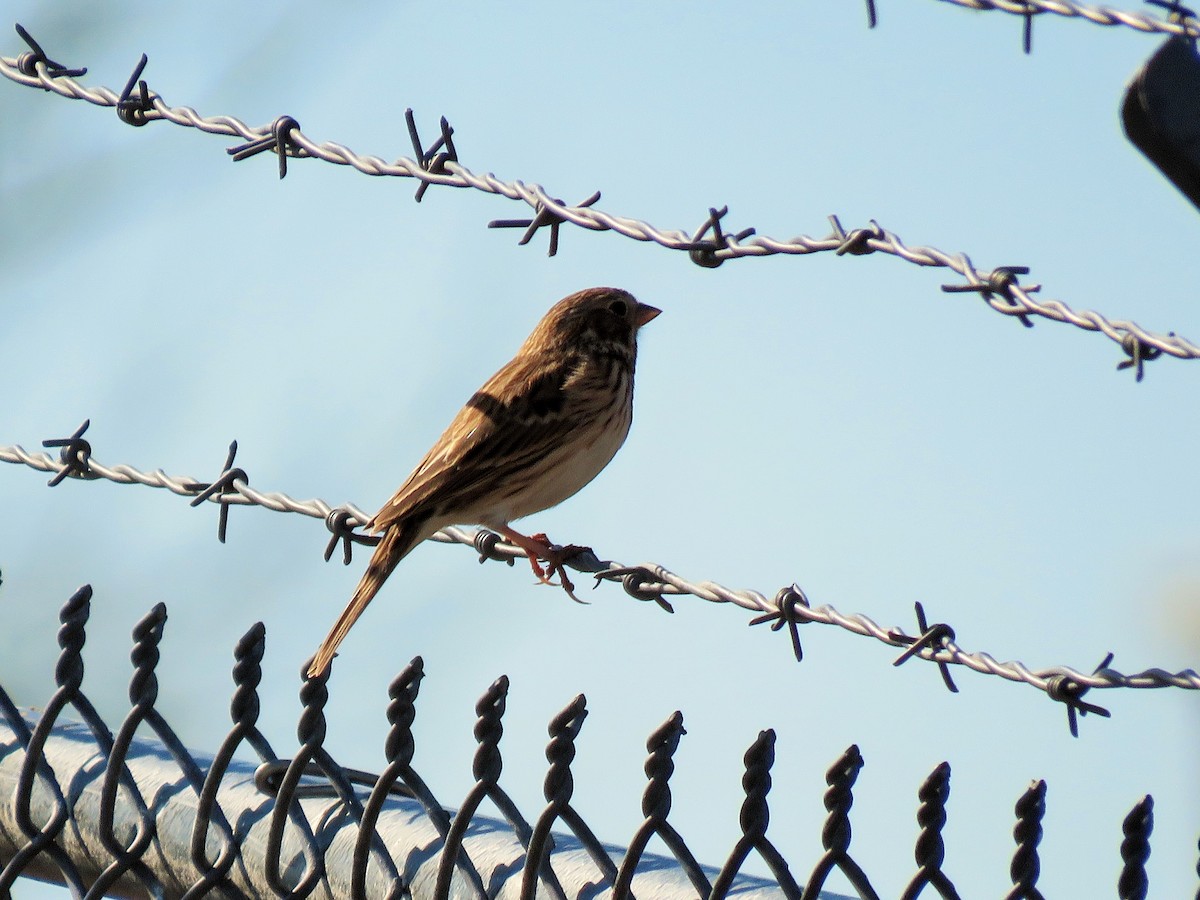 Vesper Sparrow - ML411962211