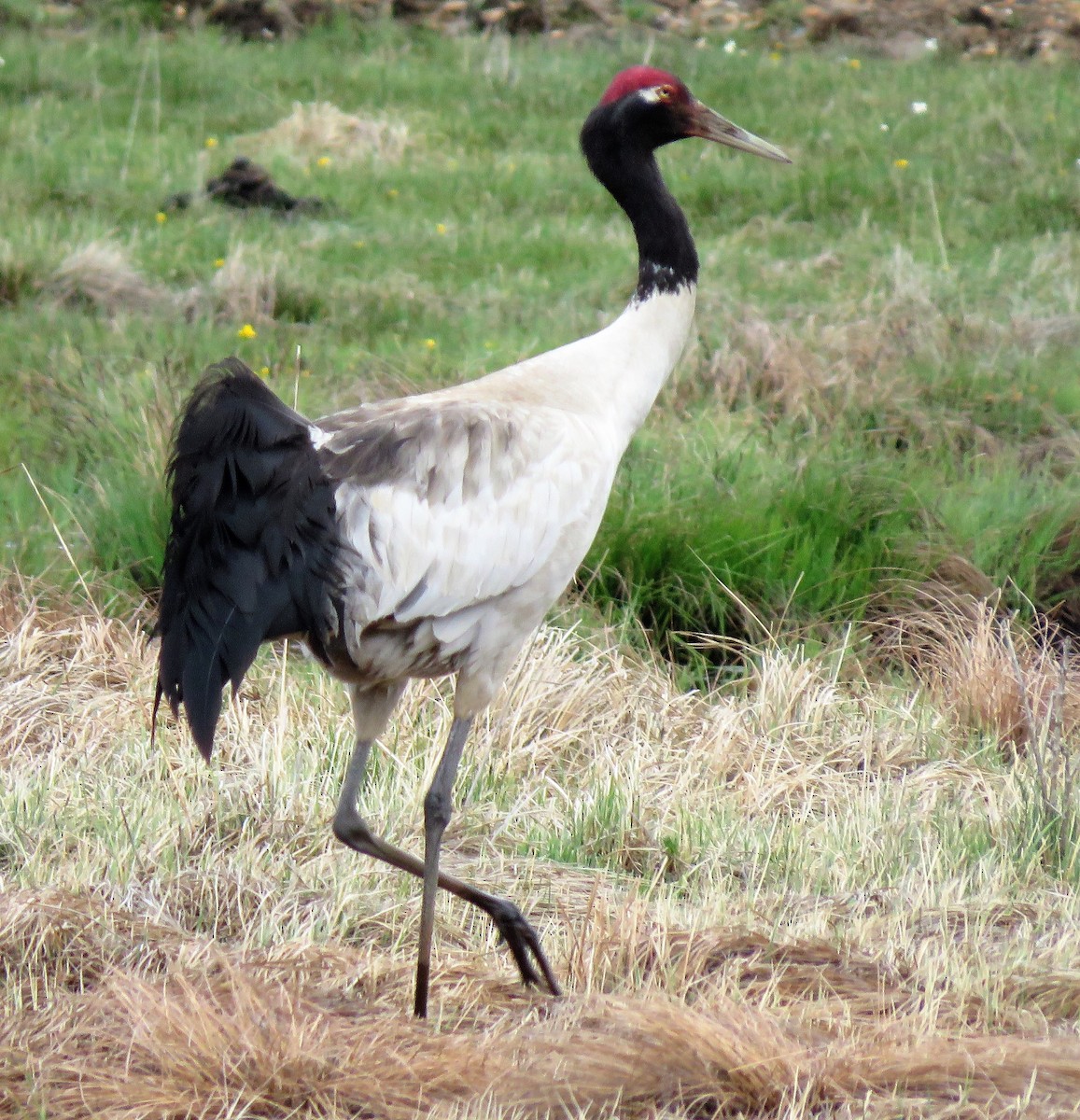 Black-necked Crane - Carmelo de Dios