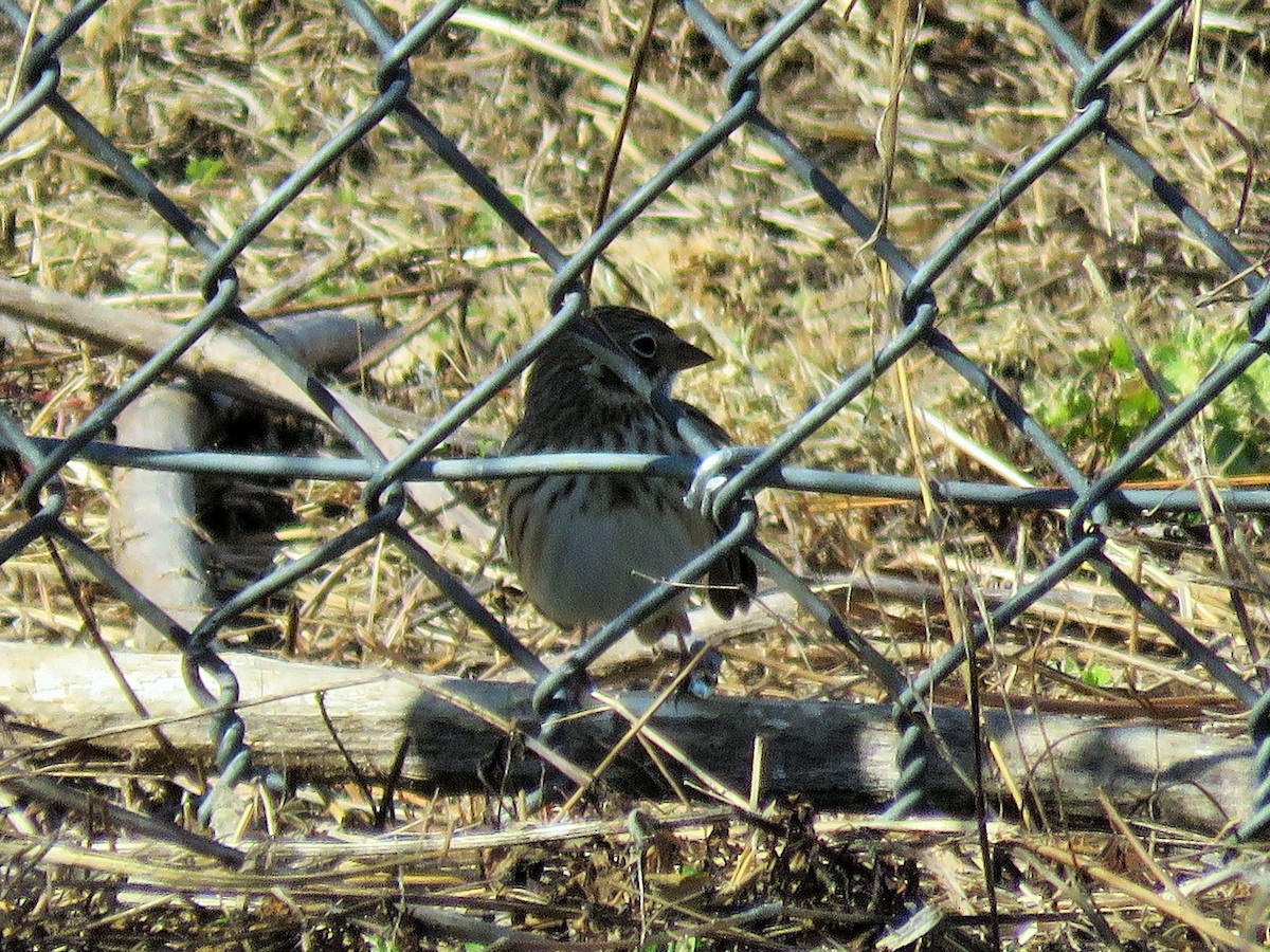 Vesper Sparrow - ML411962761