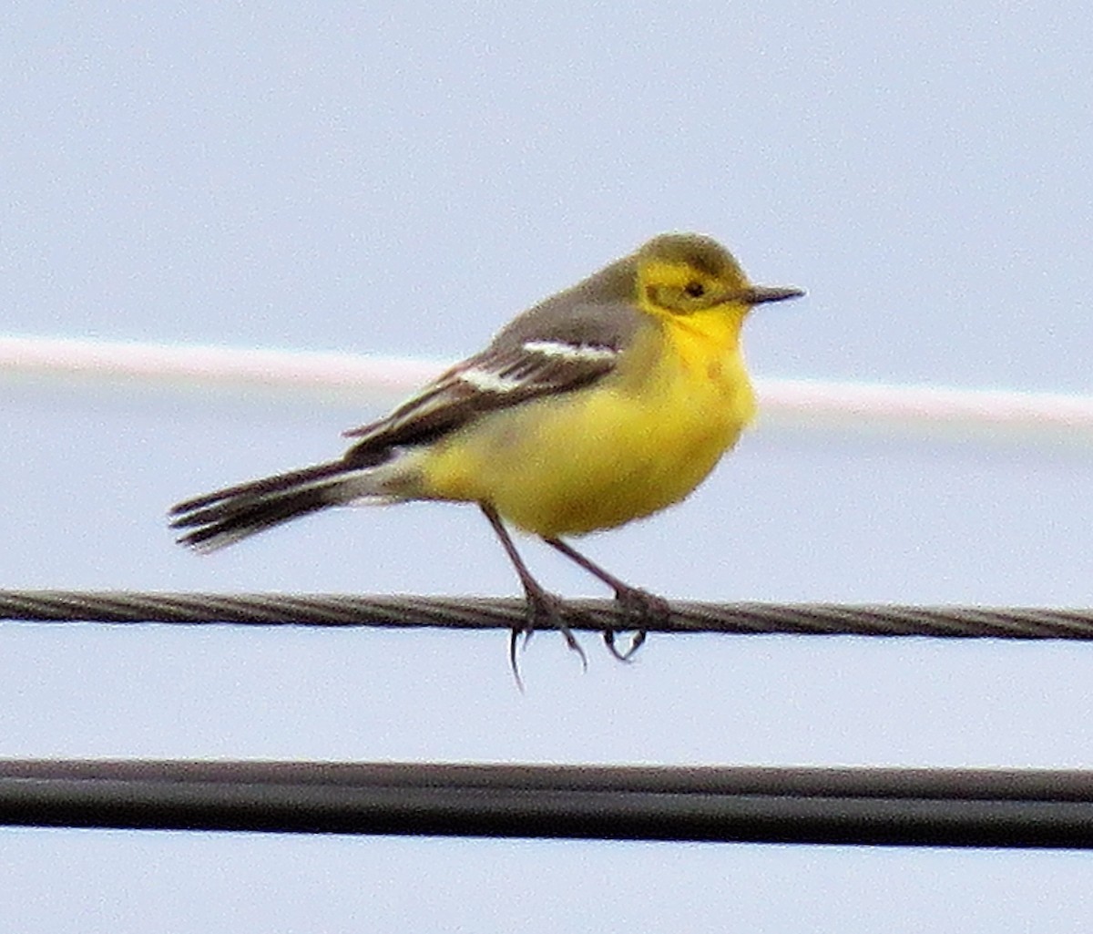 Citrine Wagtail - Carmelo de Dios