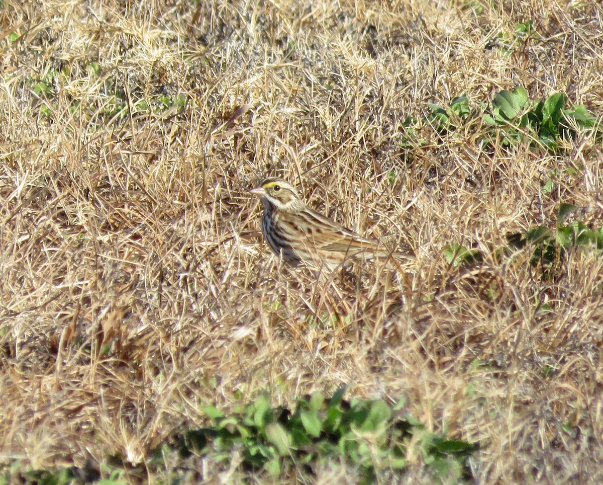 Savannah Sparrow - ML411962961