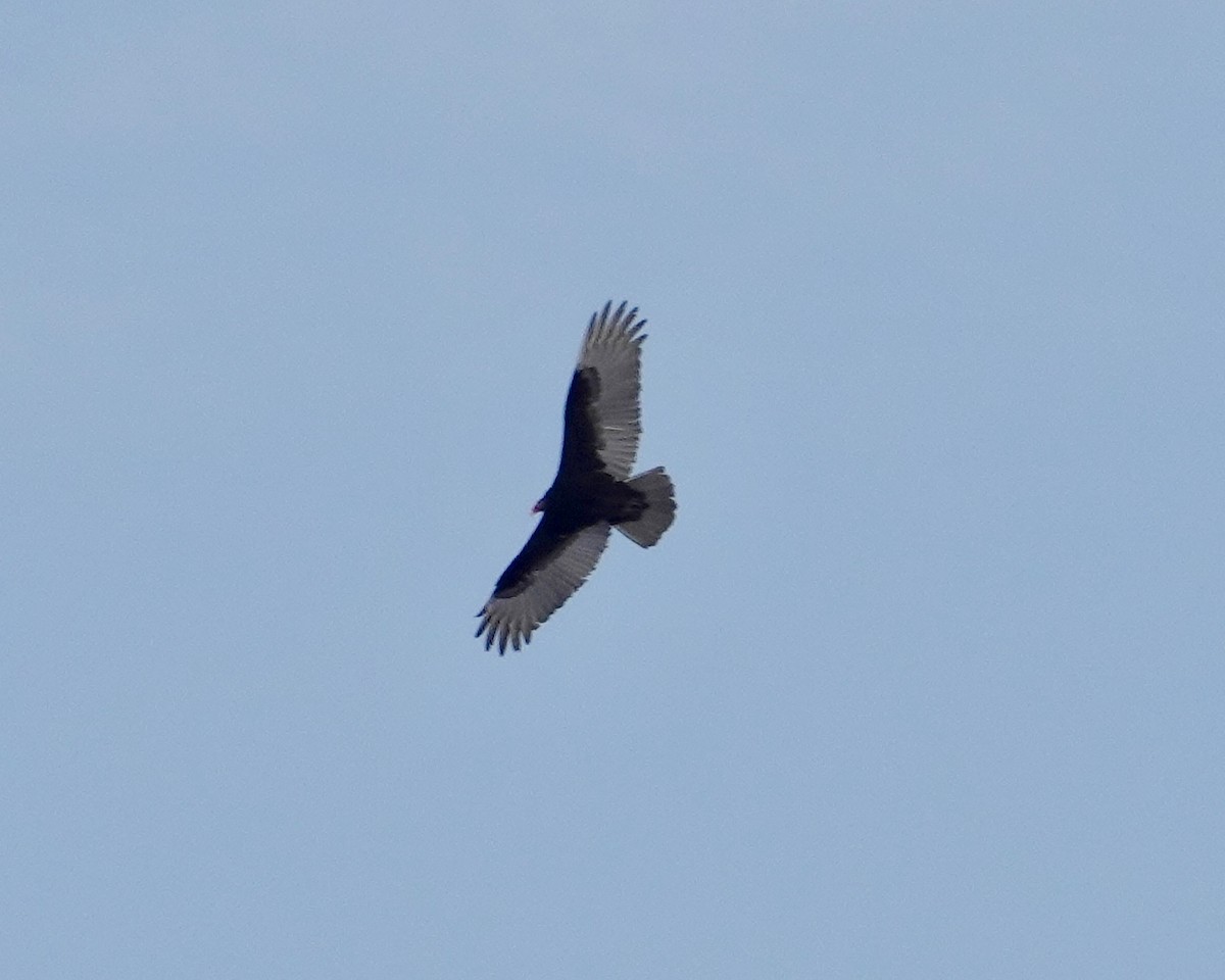 Turkey Vulture - Linda Stwora