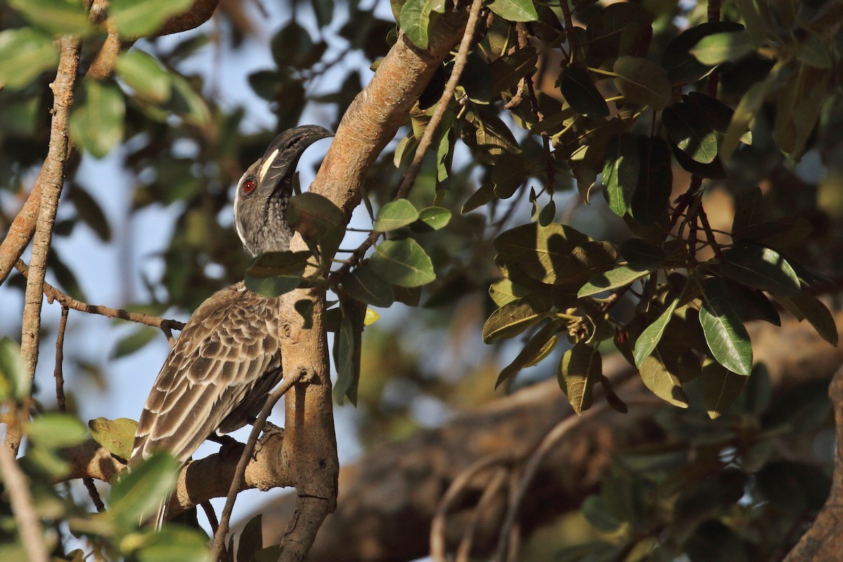 African Gray Hornbill - ML411963701