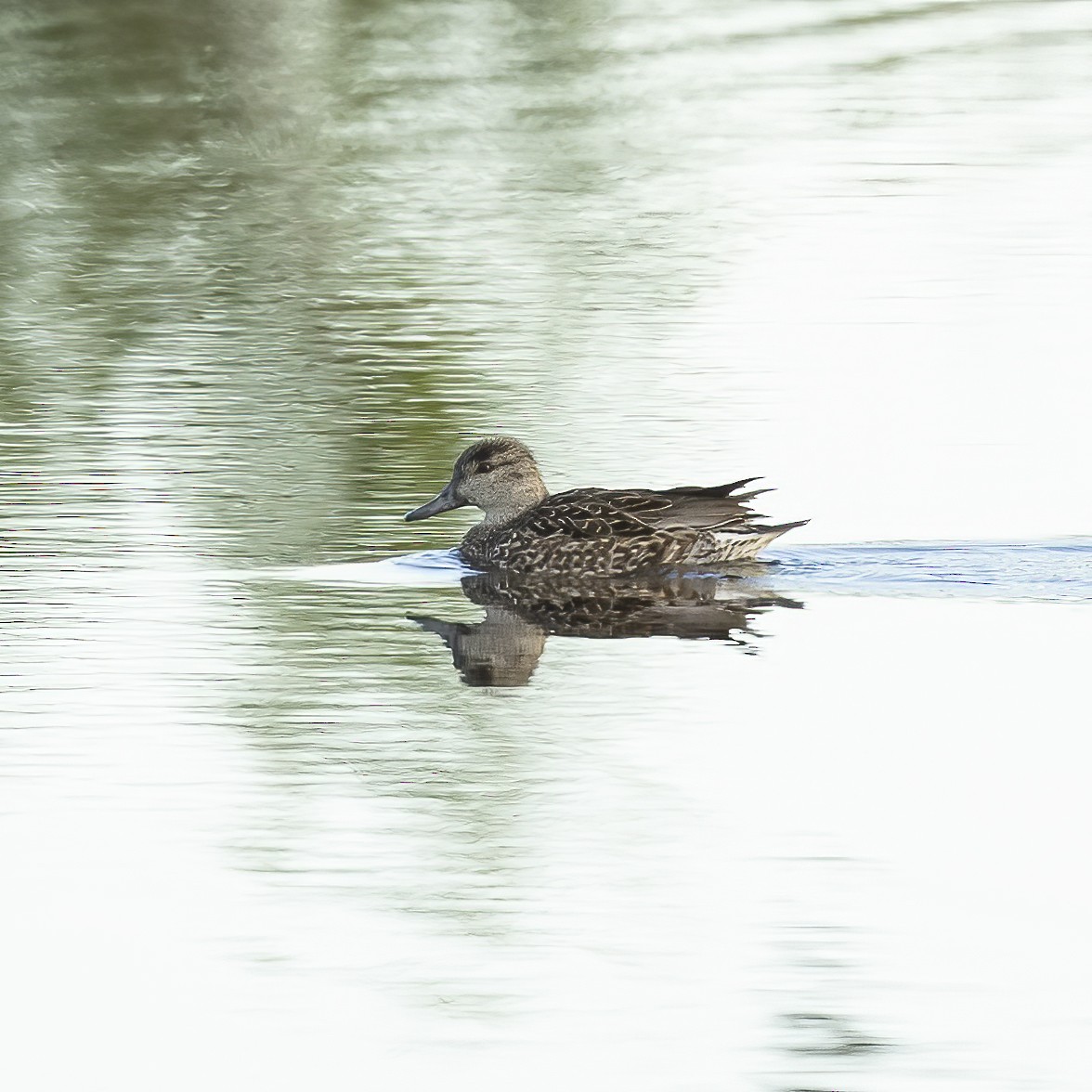 Green-winged Teal - Peter Hawrylyshyn