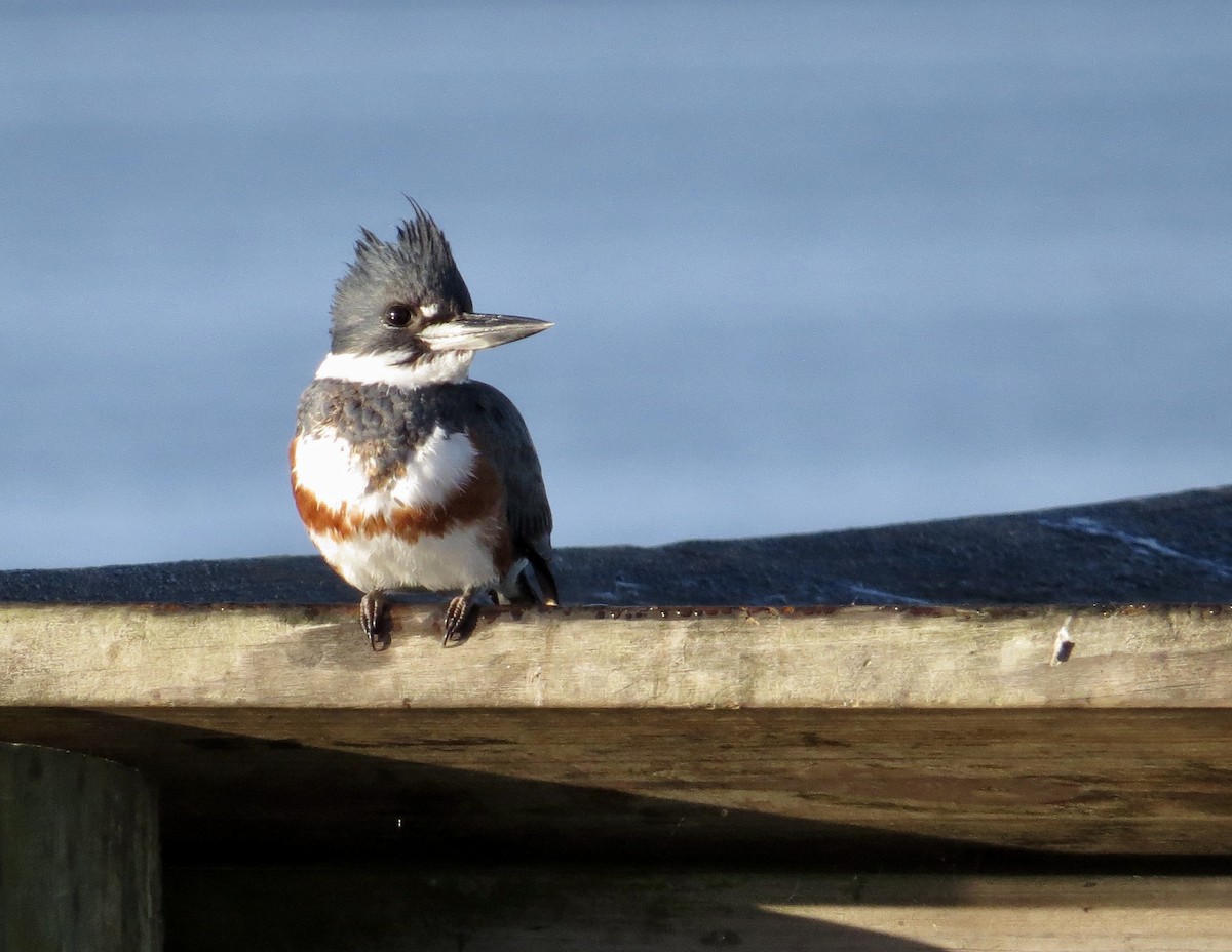 Belted Kingfisher - ML411964201