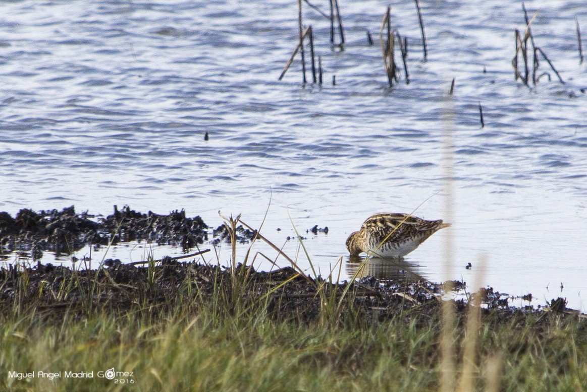 Common Snipe - Miguel Ángel Madrid Gómez