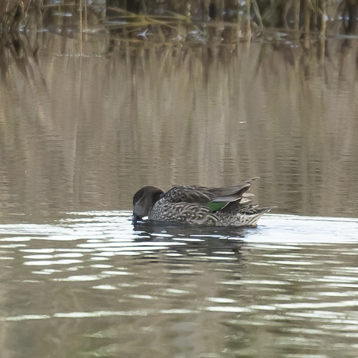 Green-winged Teal - ML411964331