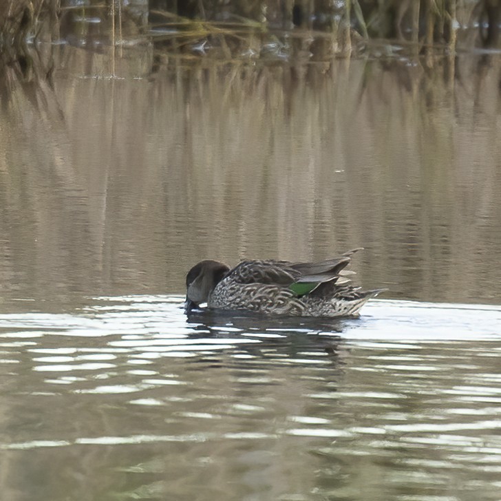 Green-winged Teal - Peter Hawrylyshyn