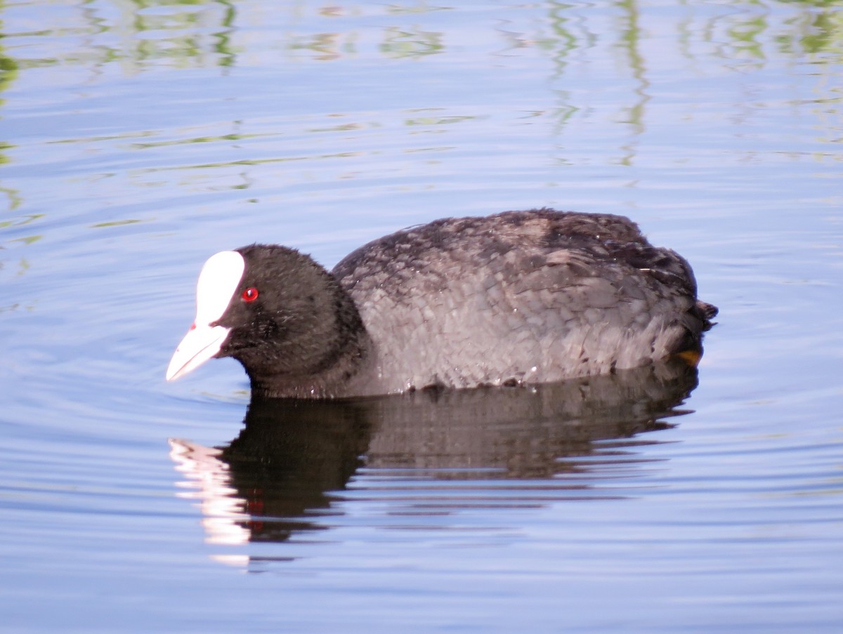 Eurasian Coot - ML411965731