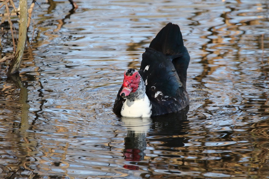 Muscovy Duck (Domestic type) - Stephanie  Wallace