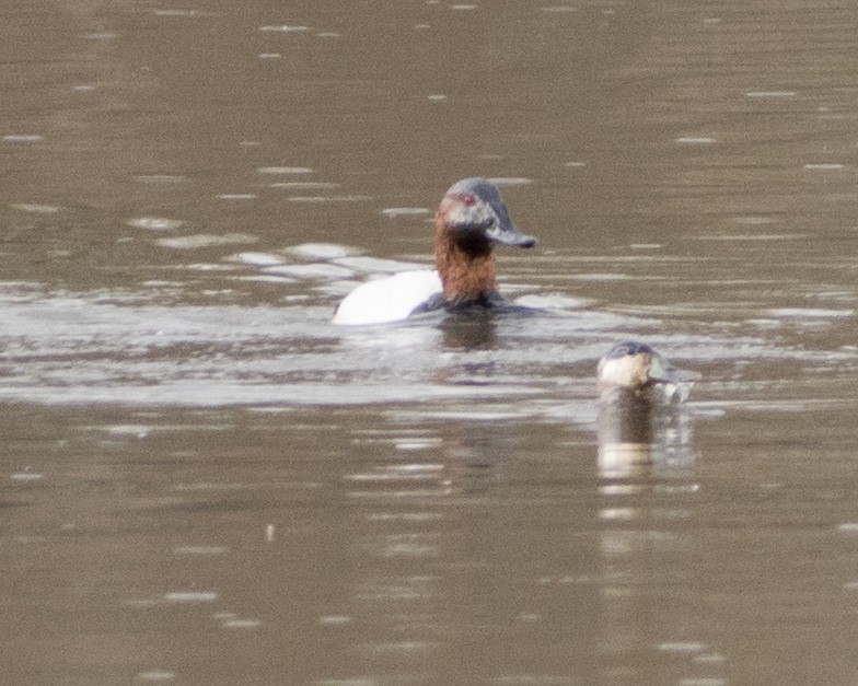 Canvasback - ML411968451