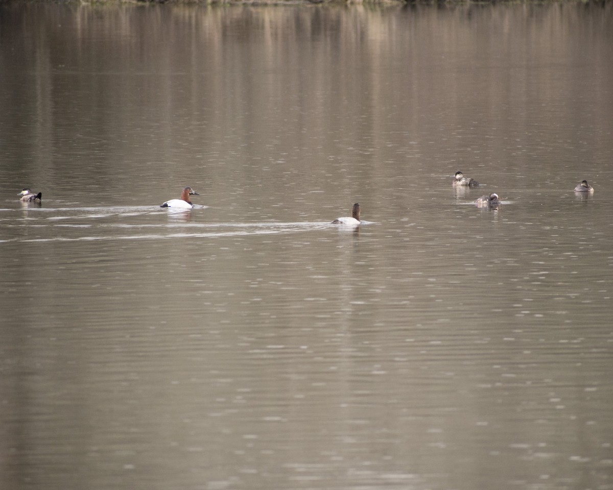 Canvasback - ML411968521