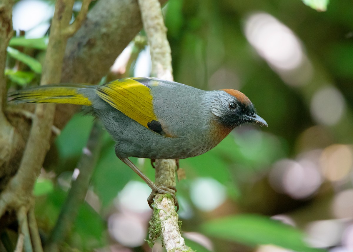 Silver-eared Laughingthrush - Ayuwat Jearwattanakanok