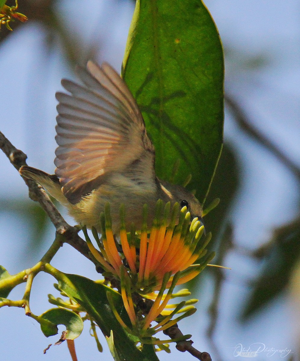 Pale-billed Flowerpecker - Justus Obed