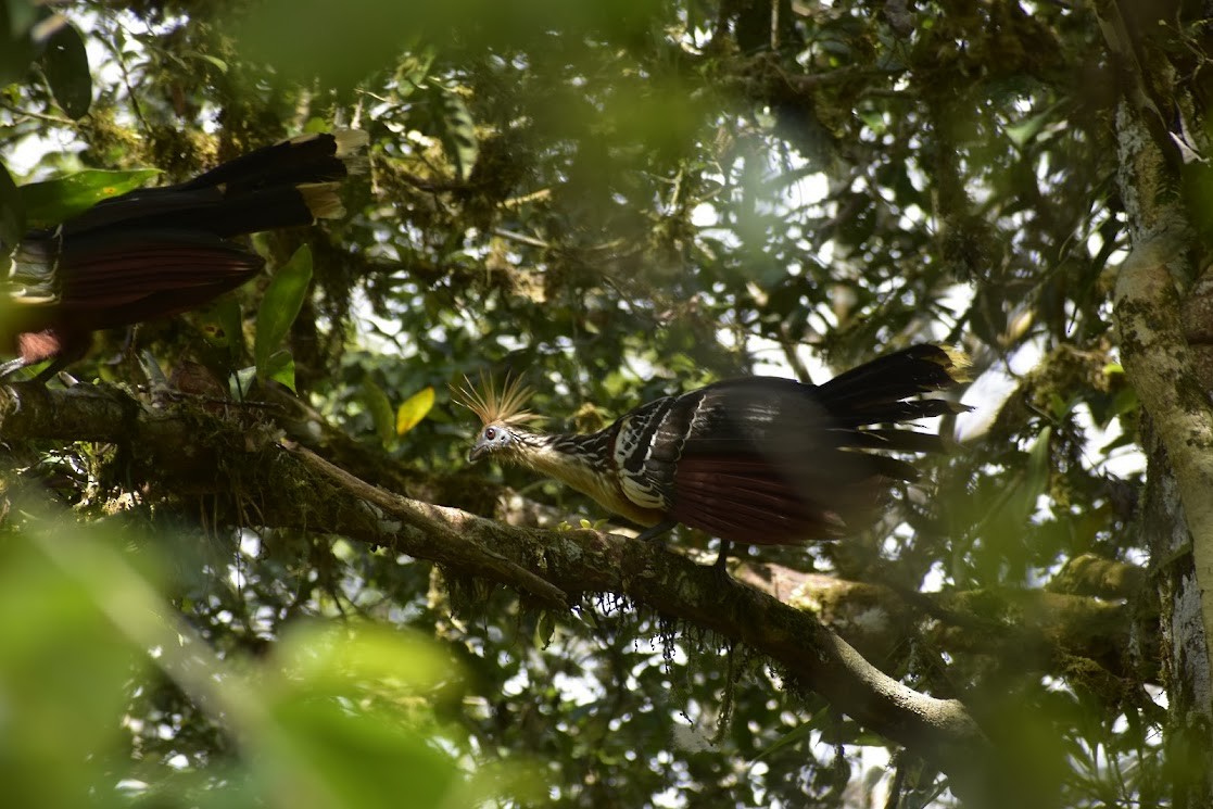 Hoatzin - Sophie Garland-Dore