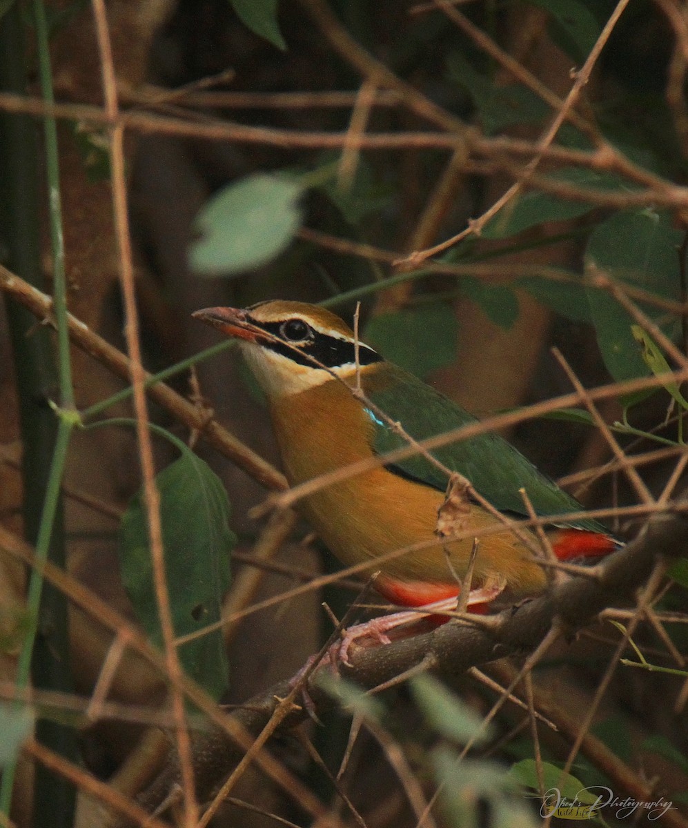 Indian Pitta - Justus Obed