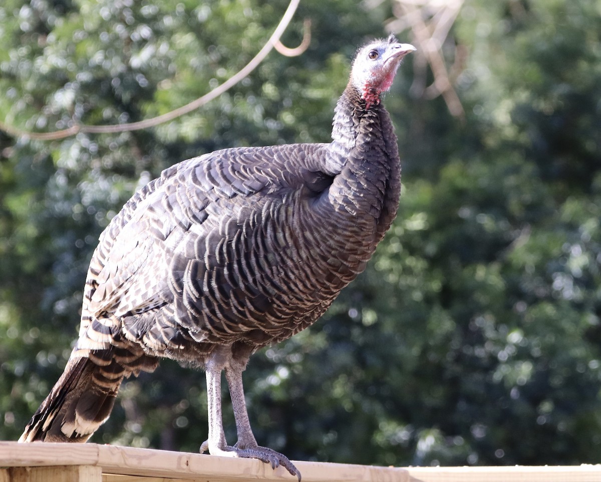 Wild Turkey - Arlene Prescott