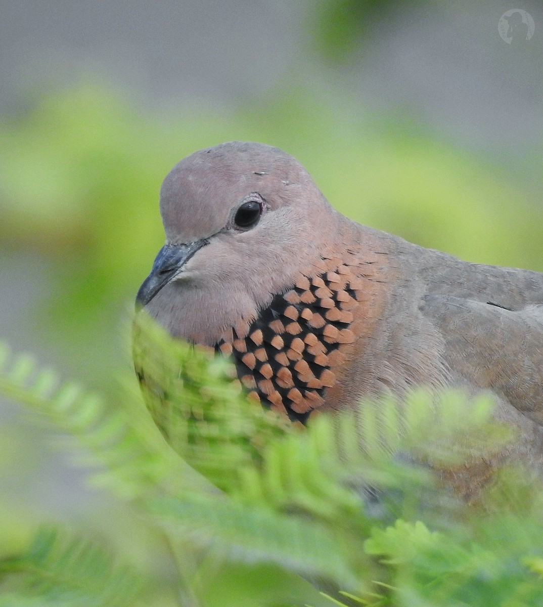 Spotted Dove - ML411973341