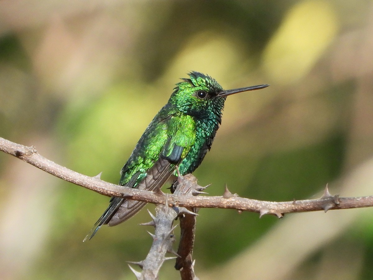 Red-billed Emerald - ML411973381