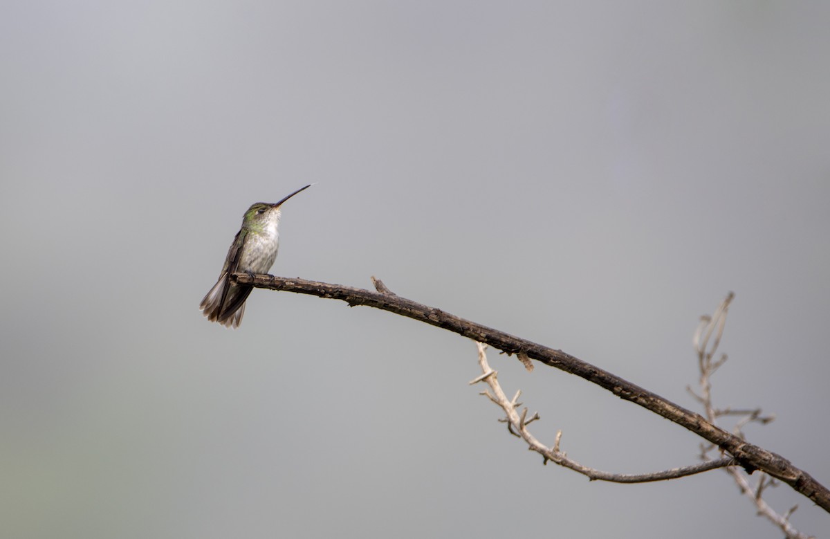 White-bellied Hummingbird - David F. Belmonte