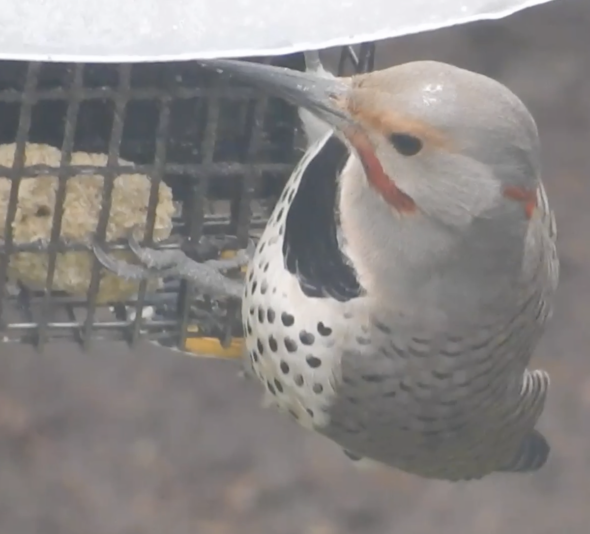 Northern Flicker (Yellow-shafted x Red-shafted) - ML411974211