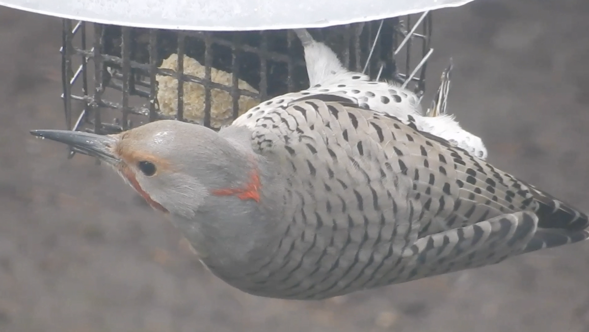 Northern Flicker (Yellow-shafted x Red-shafted) - ML411974261