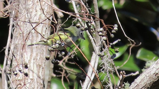 Blue-headed Vireo - ML411974771