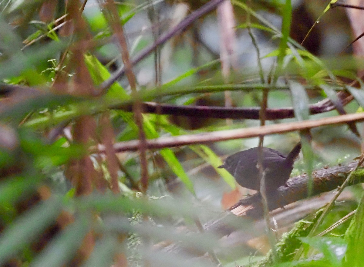 Magdalena Tapaculo - ML411975151