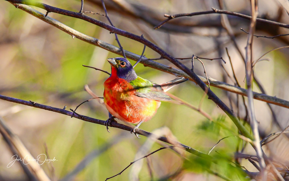Painted Bunting - ML411976311