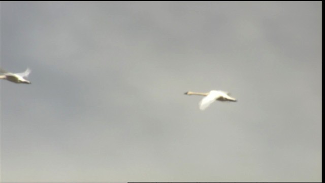 Tundra Swan (Whistling) - ML411979