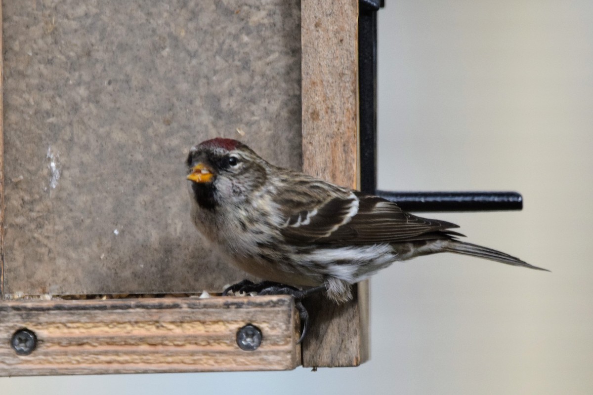 Redpoll (Common) - ML411979291