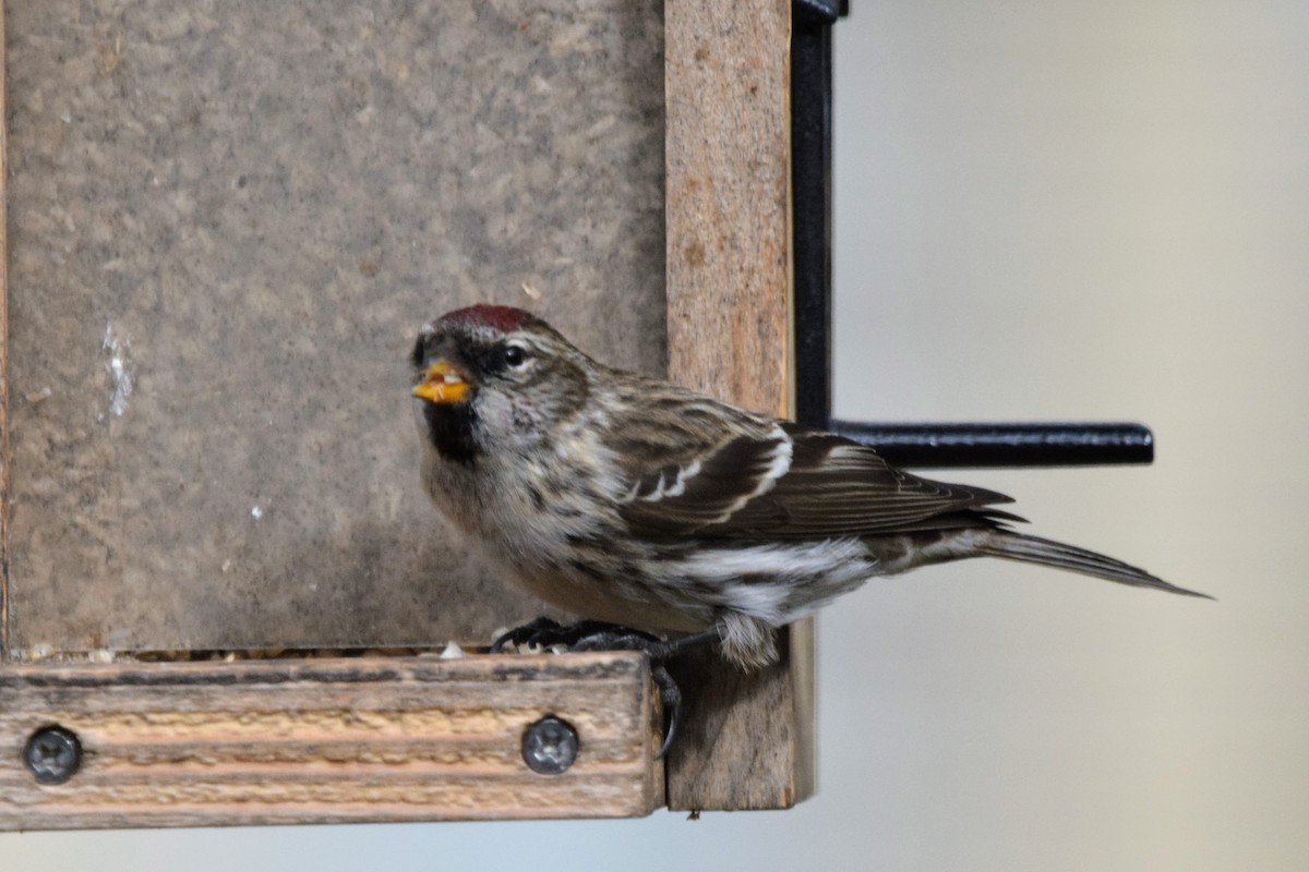 Common Redpoll - ML411979291