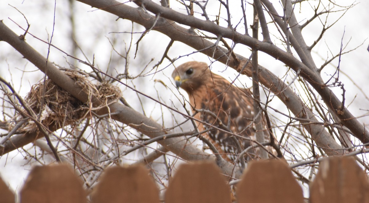 Red-shouldered Hawk - ML411980821