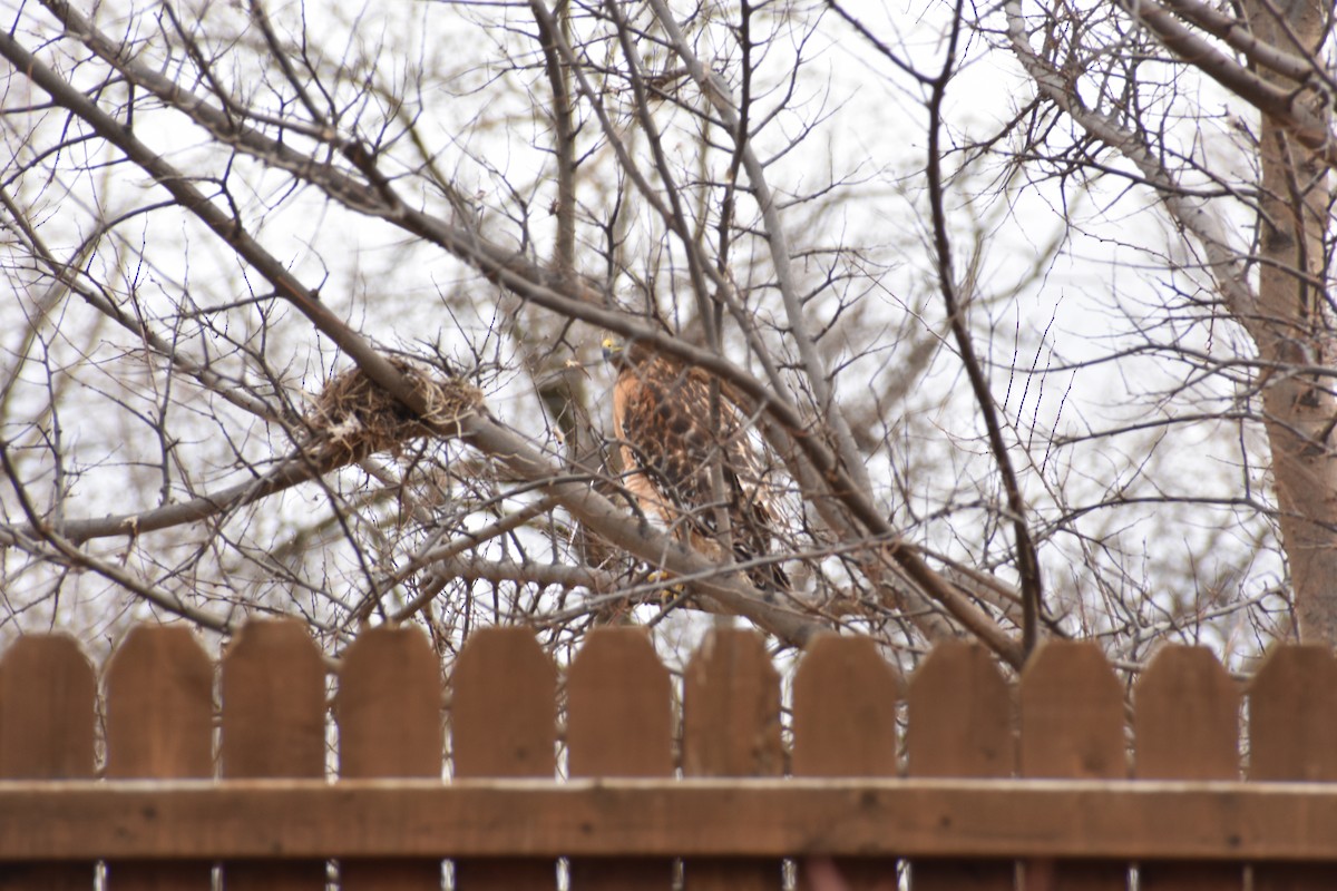 Red-shouldered Hawk - ML411980891