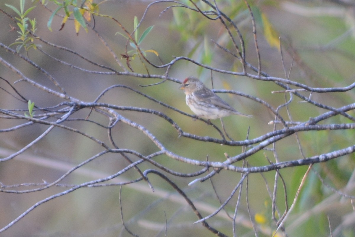 Redpoll (Lesser) - ML41198101