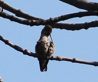 Colibrí de Anna - ML411982031
