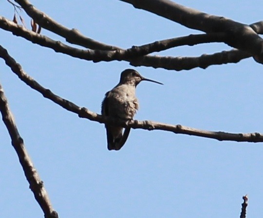 Colibrí de Anna - ML411982041