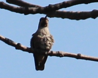 Colibrí de Anna - ML411982051