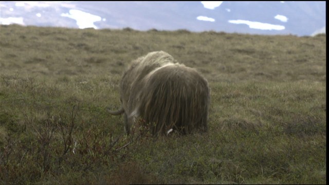 muskox - ML411983