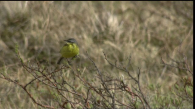 Eastern Yellow Wagtail (Eastern) - ML411985