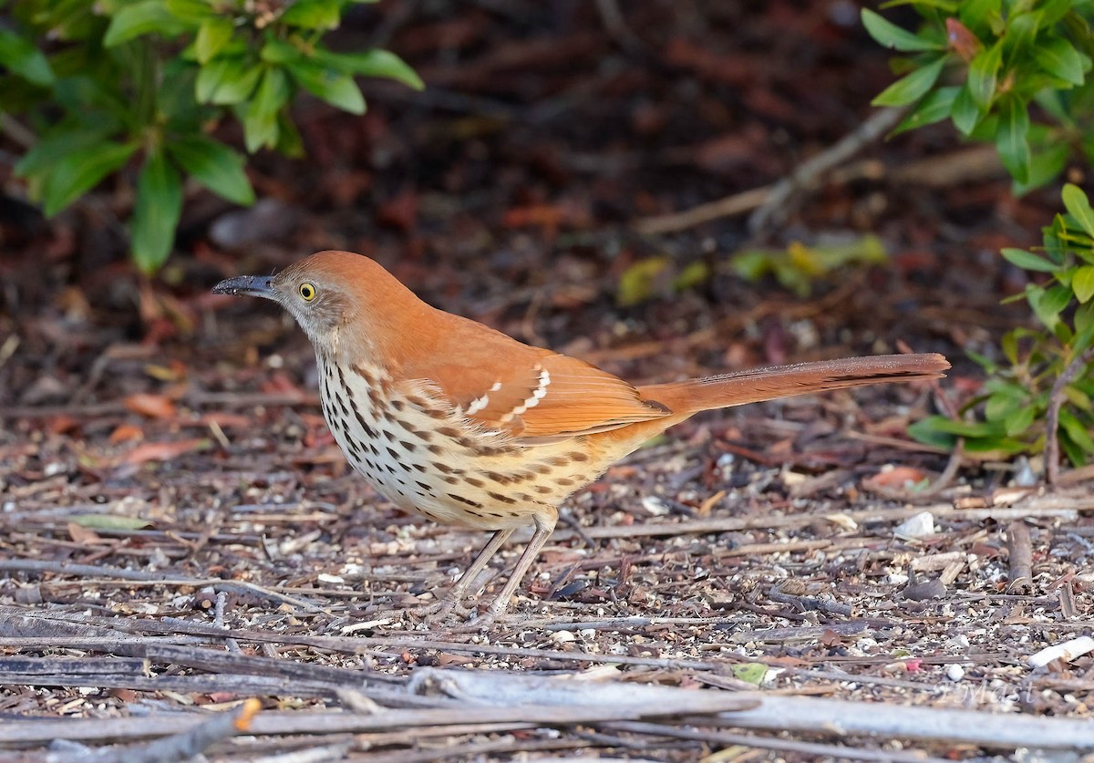 Brown Thrasher - ML411986941