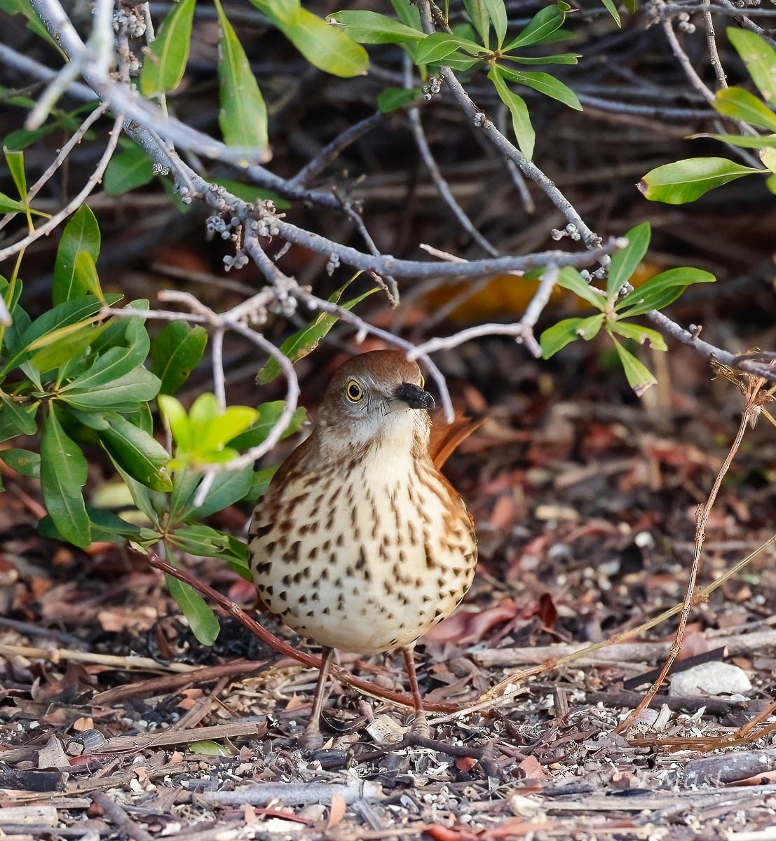 Brown Thrasher - Tom Mast