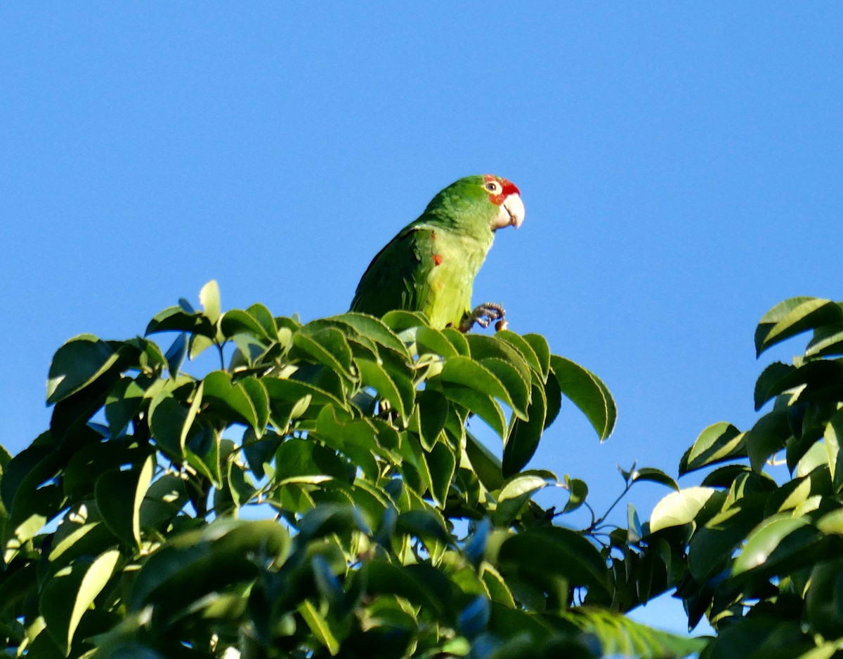 Scarlet-fronted/Cordilleran Parakeet - ML411987381