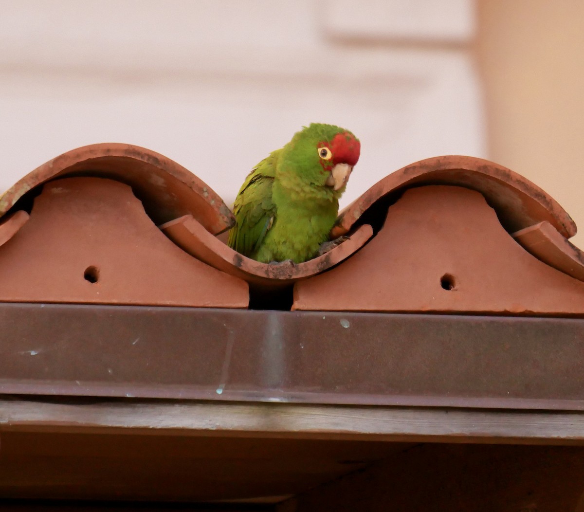 Scarlet-fronted/Cordilleran Parakeet - ML411987391