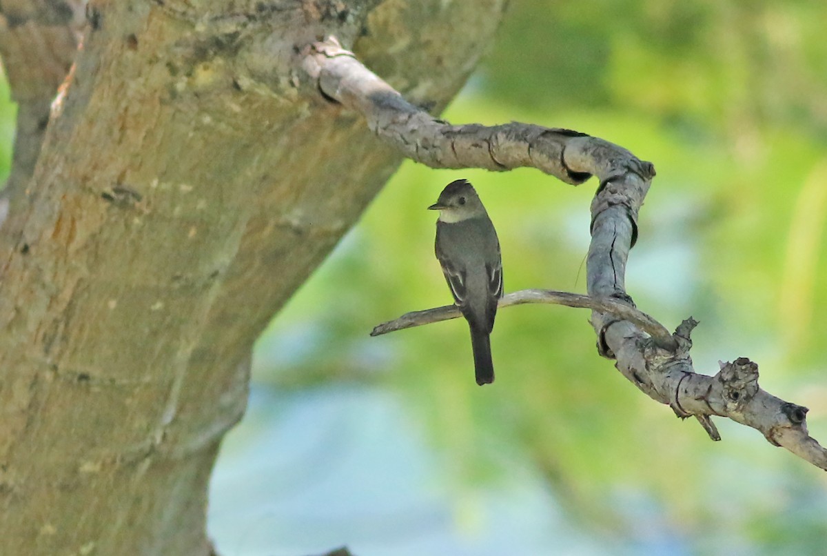 Western Wood-Pewee - ML411990021