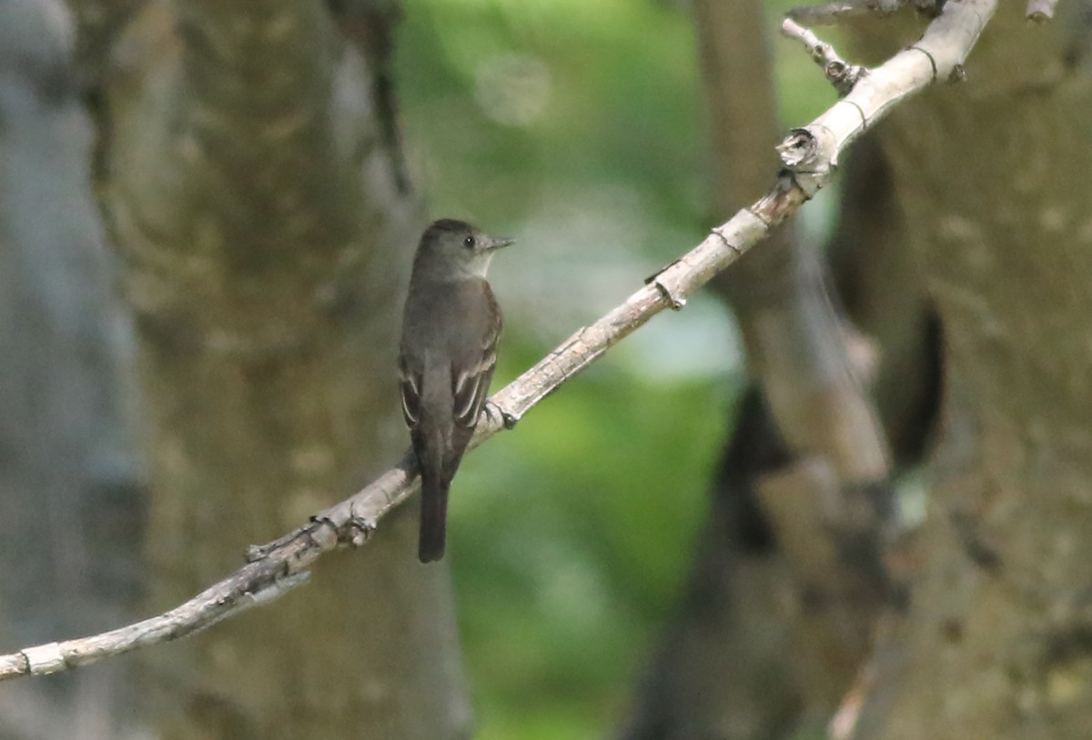 Western Wood-Pewee - ML411990031