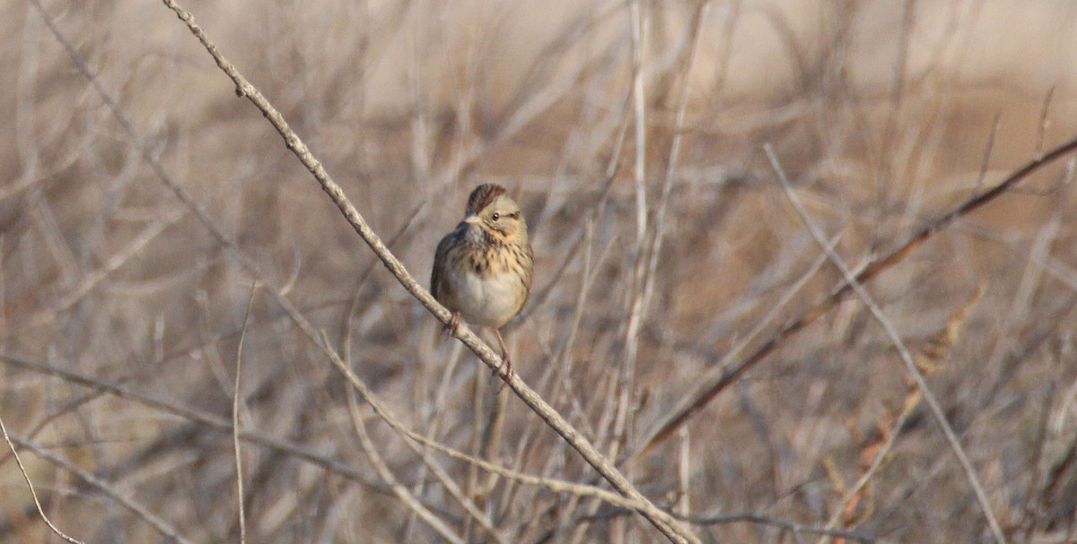 Lincoln's Sparrow - ML41199051