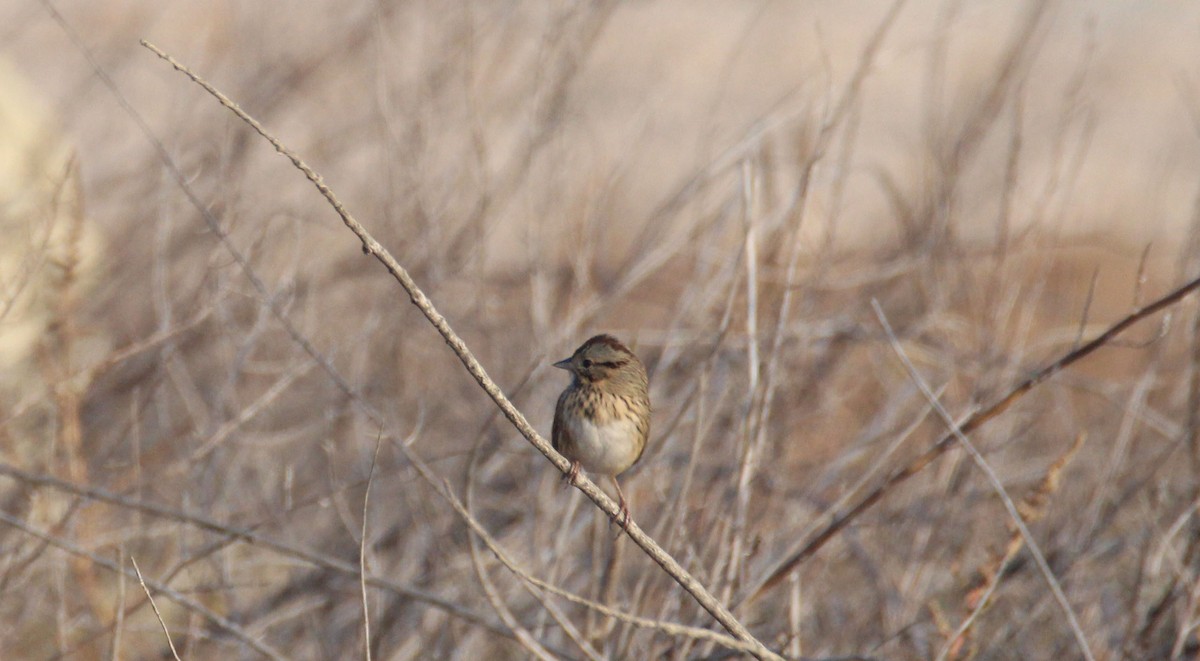 Lincoln's Sparrow - ML41199061