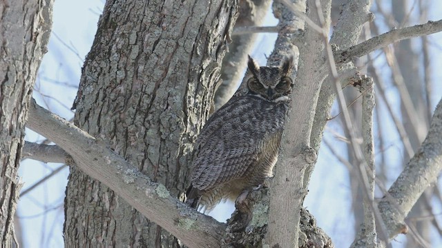 Great Horned Owl - ML411992491
